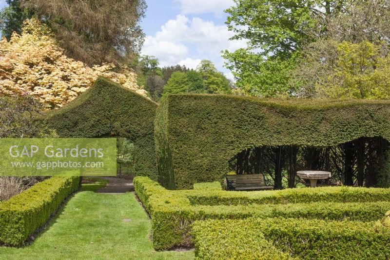 Yew Topiary shaped hedges with box edging in front at Arley Arboretum, May