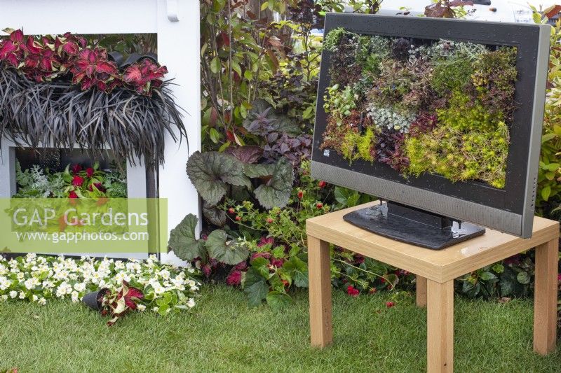 TV and fireplace planted with sempervivums and coleus in the 'Recycled and Reused' garden at BBC Gardener's World Live 2015, June