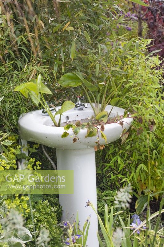 Bathroom basin planted with marginal plants in the 'Recycled and Reused' garden at BBC Gardener's World Live 2015, June