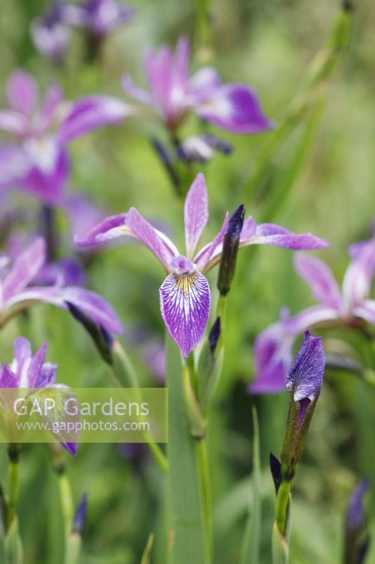 Iris versicolor 'Kermesina' 