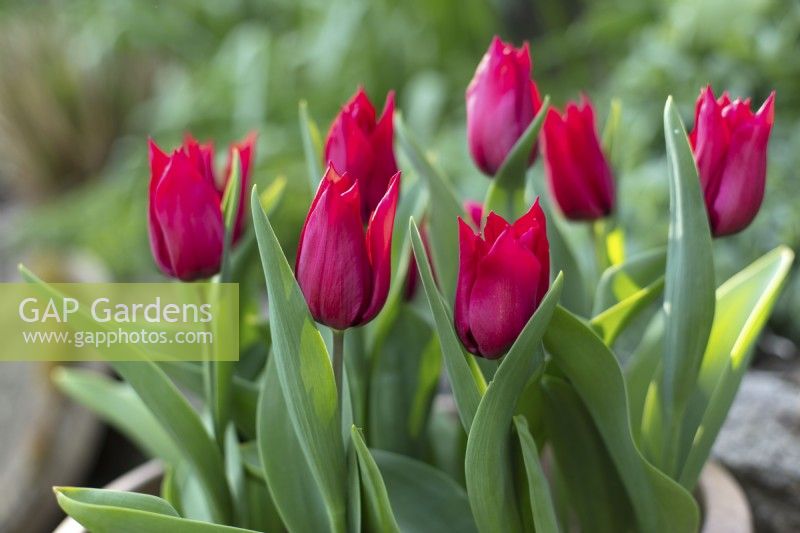 Tulipa 'Amour durable' 