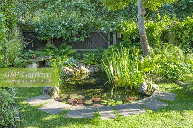 Small wildlife pond in the semi-shaded corner of a garden with water lilies and water irises. Paving stones used to form a firm neat edge to the lawn. Large rocks in shallow areas to help amphibians. June.