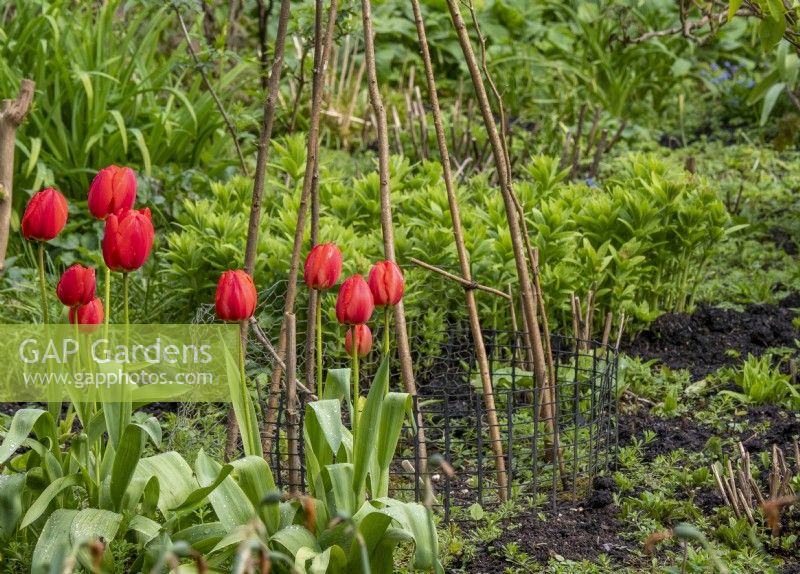 Parterre de printemps avec tulipes en fleurs et bâtons de support en place pour les plantes grimpantes ultérieures 