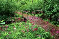 Pont dans le jardin de printemps avec Primula à Fairhaven Water Gardens à Norfolk