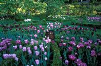 Tulipa et Mespilus - Coings dans le jardin de nœuds au festival des tulipes de Cerney House Gardens. Tulipa 'Arabian Mystery', 'Black Hero', 'Blue Diamond', 'Shirley', 'Queen of Night' et 'Mount Tacoma' en mai.