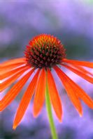 Echinacea 'Arts Pride' - Fleur de cône