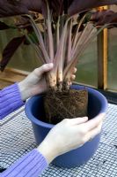Rempoter une plante d'intérieur dans un nouveau pot (Calathea crocata)