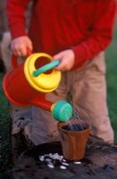 Jeune garçon arrosant Helianthus - Graines de tournesol en pot en terre cuite, avril
