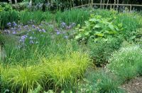 Jardin marécageux avec Iris sibirica 'Papillon' au Wave Garden, Pensthorpe, Norfolk