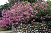 Mur de silex de limite de jardin avec Lavatera et Buddleia