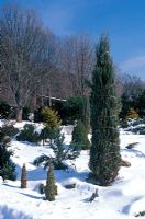 Parterre d'hiver avec Juniperus scopulorum 'Skyrocket', conifères attachés avec une corde pour se protéger contre les dommages causés par les chutes de neige en hiver.