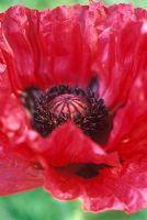 Papaver 'Medallian' - Ouverture de la séquence de pavot 6 - Gros plan d'une fleur rouge complètement ouverte.
