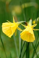 Narcissus bulbocodium var citrinus - jonquille jupon cerceau