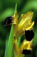 Hermodactylus tuberosus syn tuberosa - Iris veuve
