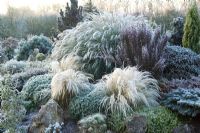 Givre sur les formes contrastées d'herbes et de conifères sur le jardin de rocaille en hiver. La plantation comprend Stipa tenuissima, Miscanthus, Hebe et Rhododendron.