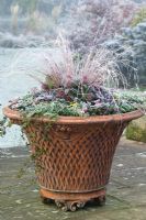 Plantation en pot d'hiver, y compris Carex comans, skimmia et lierre traînant