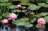Nymphaea 'Rose Arey' dans la piscine Sunk Garden à Great Dixter