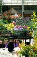 Chariot de plantes dans une jardinerie