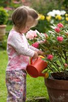Jeune fille arrosant le Rhododendron 'Dreamland'