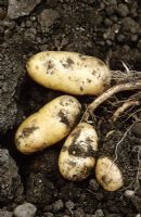 Solanum tuberosum - Pomme de terre 'Belle de Fontenay'