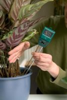 Utilisation d'un compteur combiné réglé sur un indicateur d'humidité pour tester le sol des plantes d'intérieur - ce compteur peut également être utilisé pour indiquer le pH et l'intensité lumineuse