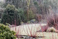 Parterres d'hiver avec Cornus alba 'Westonbirt' et Cornus sanguinea 'Winter Beauty' chez Richard Ayres 'Garden, Lode, Cambridgeshire en mars