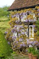 Wisteria floribunda poussant sur un mur à Eastgrove Cottage - glycine japonaise