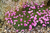 Dianthus 'Pink Jewel' poussant parmi les rochers