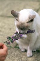 Chat qui sent l'herbe à chat (Nepeta, menthe des chats, baume des champs) - Été