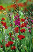 Parterre d'été avec Gladiolus communis byzantinus et Papaver commutatum - Ladybird Poppy
