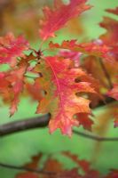 Quercus rubra - Chêne rouge