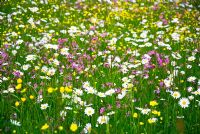 Swathe de fleurs sauvages dans le pré dans le Suffolk