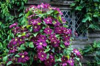 Clématite 'Etoile Violette' qui grandit dans le Barn Garden de Great Dixter