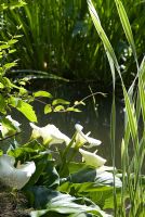 Zantedeschia aethiopica - Lys d'Arum et feuilles de Typha latifolia 'Variegata' - Scirpe par un étang de baignade naturel à Cambridge