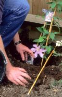 Planter une clématite en utilisant une bouteille en plastique enterrée à côté de la plante pour faciliter l'arrosage et un paillis pour retenir l'humidité