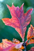 Quercus rubra - Chêne rouge sous une feuille rouge