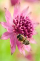 Astrantia major 'Roma' fleur avec abeille