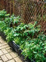 Tomates poussant dans des pots contre le cadre de la canne de bambou dans un petit jardin urbain