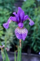 Iris sibirica 'La prière du shaker'