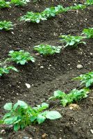 Jeunes plants de pommes de terre mis à la terre en rangées soignées