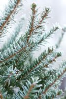 Frosty Picea abies - Épinette de Norvège ou arbre de Noël en décembre