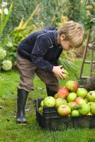Petit garçon cueillant des pommes en octobre.