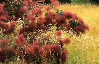 Cotinus coggygria parmi l'herbe des prés - buisson de fumée