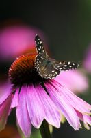 Papillon en bois moucheté sur échinacée 'Leuchtstern' - Coneflower