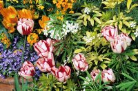 Tulipa 'Union Jack' émergeant à travers les feuilles parfumées et les fleurs de Choisya ternata et Choisya 'Aztec Pearl '.