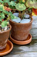 Soins de vacances - Pelargonium en pots en terre cuite avec des soucoupes pour l'arrosage d'été et de gros cailloux gris pour éviter le dessèchement.