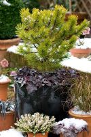 Pinus mugo 'Winter Gold' sous-planté d'Heuchera 'Obsidian' dans un pot avec d'autres pots recouverts de neige