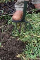 Secale cereale - Seigle pâturage hongrois. Jardinier mâle utilisant une fourchette pour creuser cet 'engrais vert' organique dans le sol d'une bordure végétale