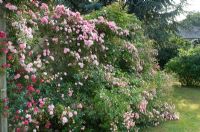 Roses roses sur une clôture en treillis - Tilford Cottage, Surrey