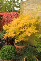 Acer palmatum 'Sango kaku' en pot dans une petite cour en automne